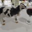 Report on Camden Cowpastures and Beyond Genealogy Conference Sep 2016